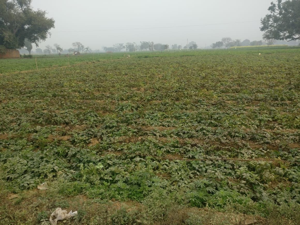 Three bighas of potato crop damaged due to scorching disease