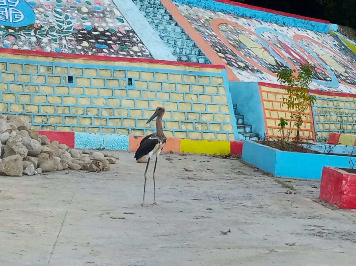 black necked rajbak bird seen in kalagarh