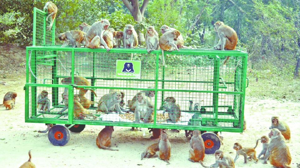 Cages installed at Taj Mahal to catch monkeys before the arrival delegations of G-20 in Agra