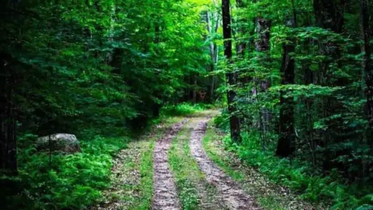 Optical Illusion Test: can you spot snake in hidden picture in 1o seconds brain teaser picture puzzle