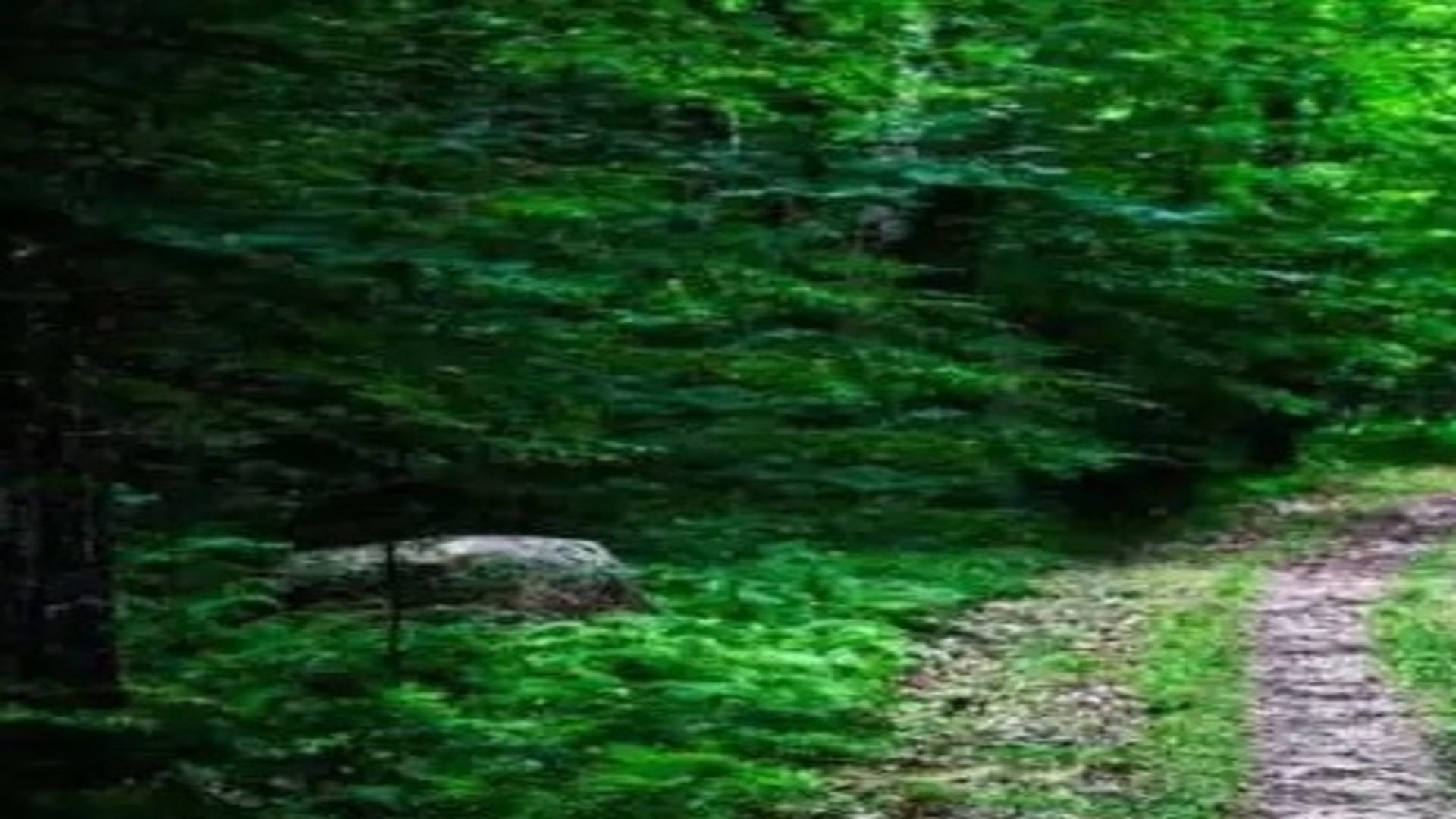 Optical Illusion Test: can you spot snake in hidden picture in 1o seconds brain teaser picture puzzle