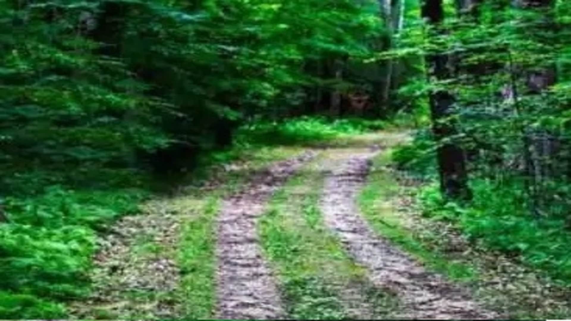 Optical Illusion Test: can you spot snake in hidden picture in 1o seconds brain teaser picture puzzle
