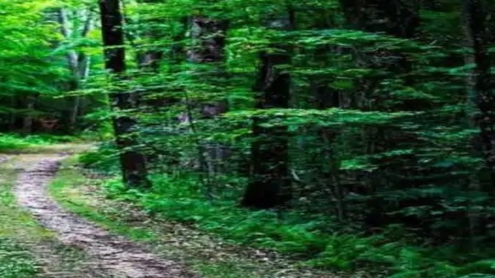 Optical Illusion Test: can you spot snake in hidden picture in 1o seconds brain teaser picture puzzle