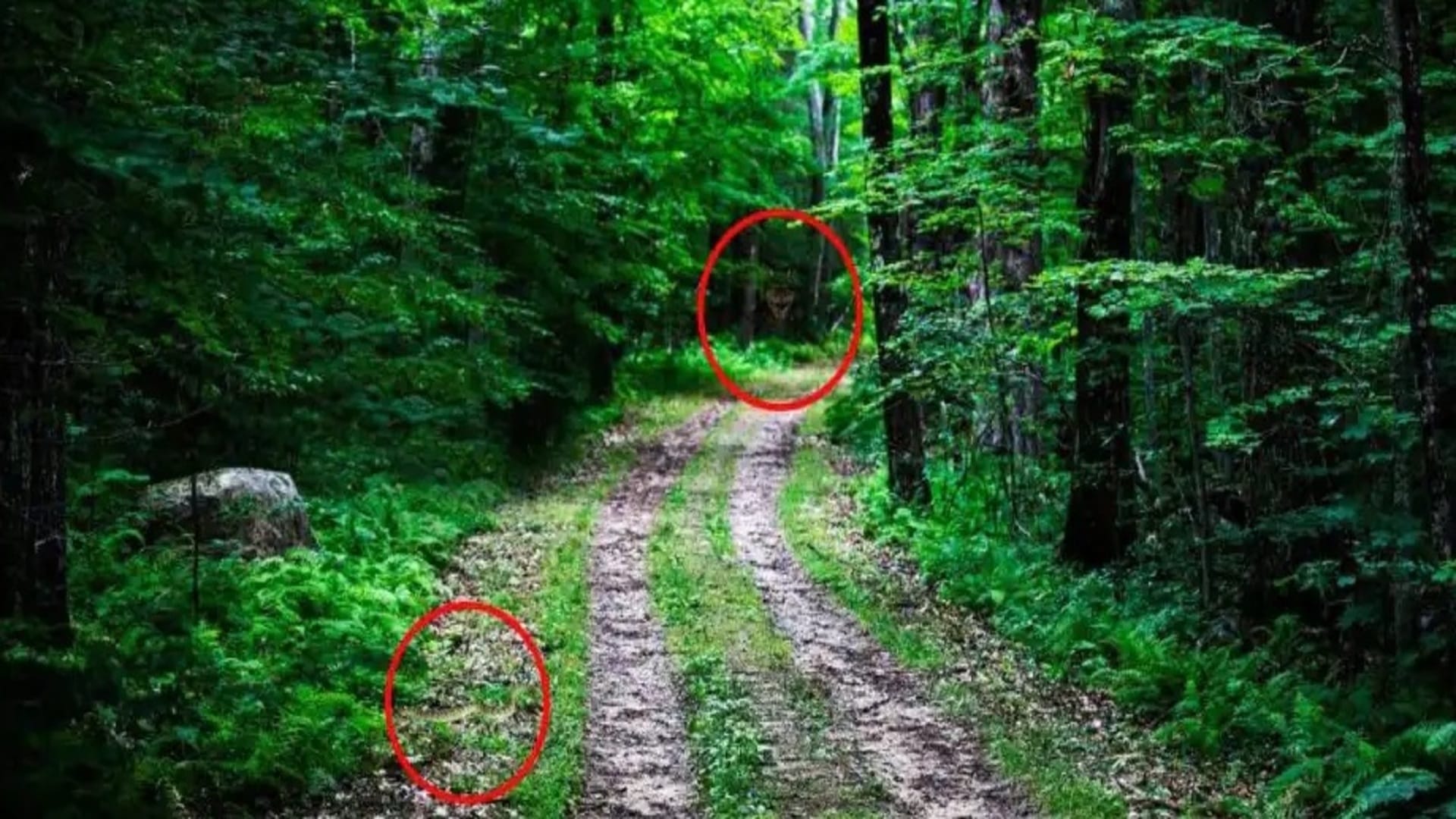 Optical Illusion Test: can you spot snake in hidden picture in 1o seconds brain teaser picture puzzle