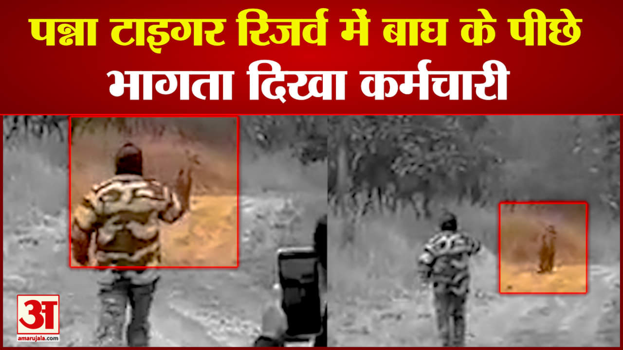 पन्ना टाइगर रिजर्व।