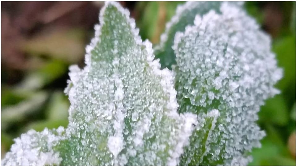 Weather: Minus 3 degree temperature in jobner Jaipur, Heavy Fog-Cold waves alert in Rajasthan