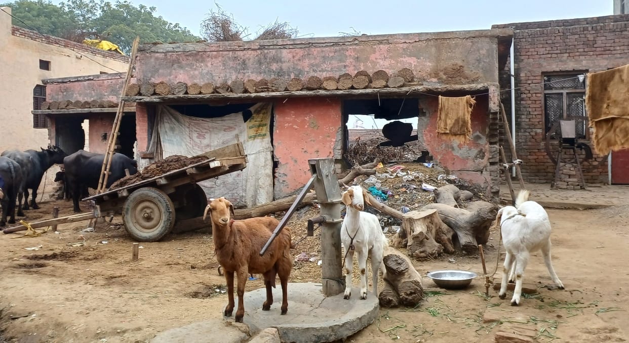 Tabela became health center, animals tied in chambers