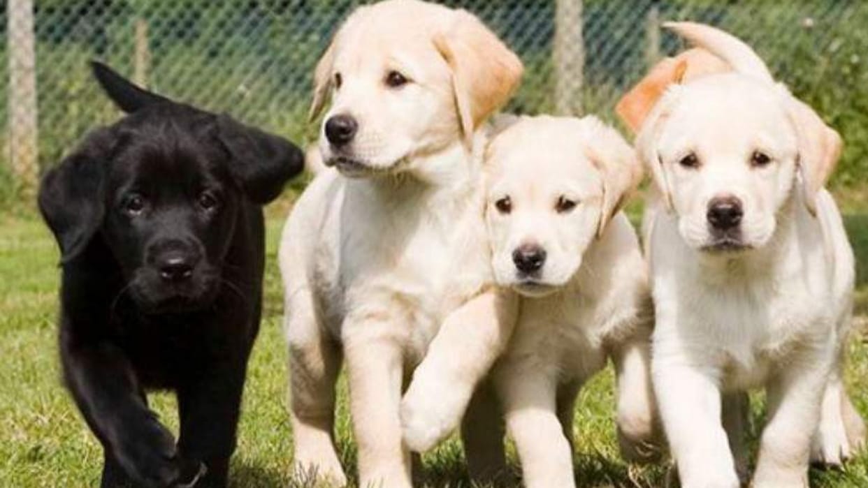 Five puppies were beaten to death with hammer in Gwalior case registered read more