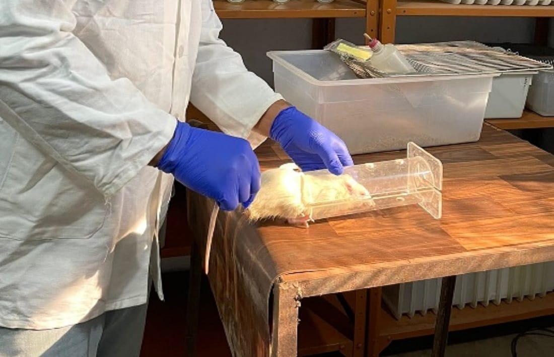 Research on rats in BHU said Fertility decreasing in men due to careless lifestyle