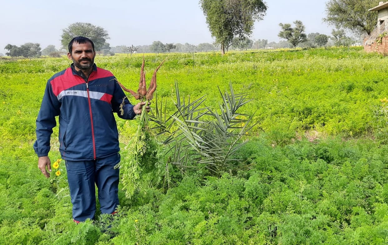 Cold and dense fog raise fears of damage in vegetables