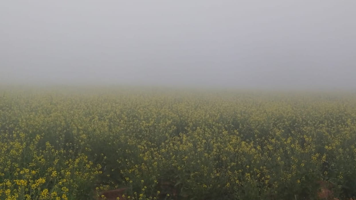 Haryana Weather: Weather will change from today, there will be some relief in cold