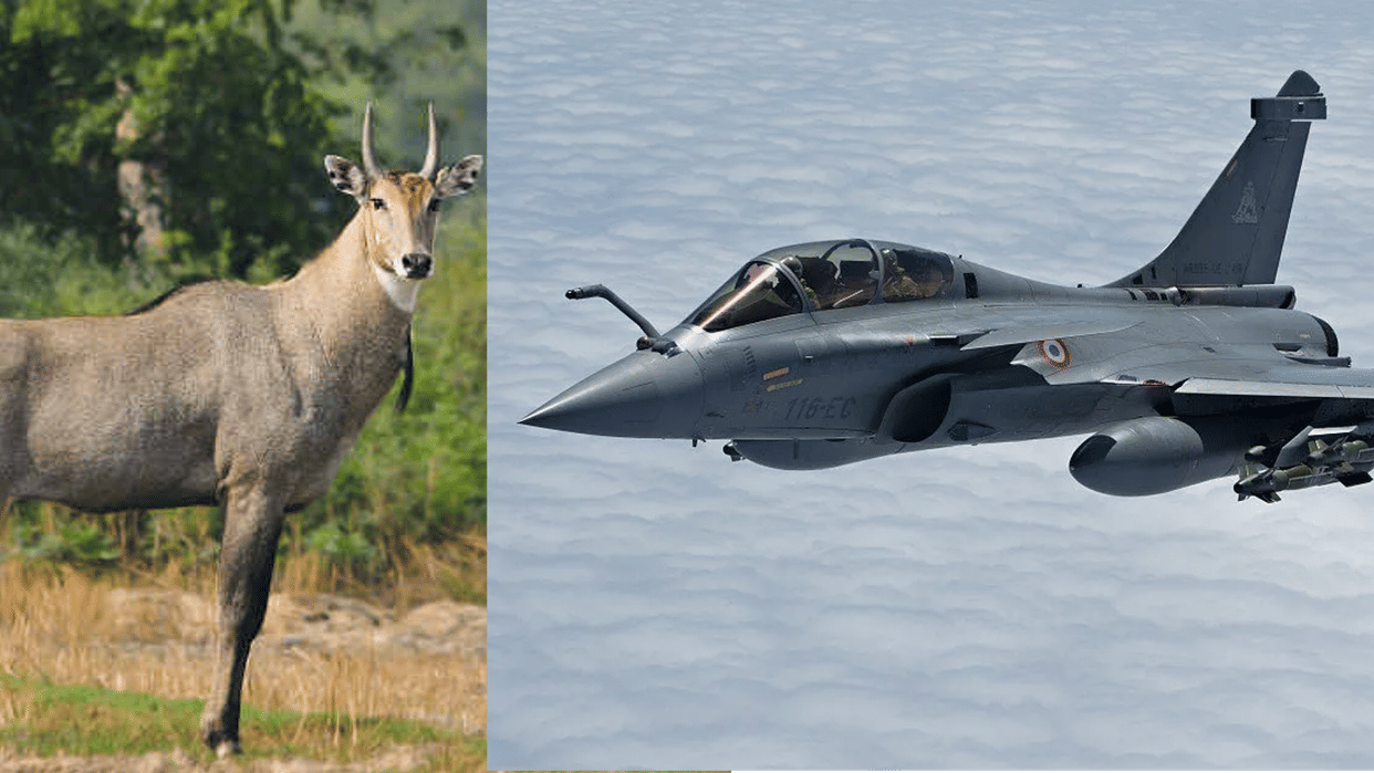 MP News: Nilgai blocking Rafale's path at Airforce base, preparing to catch it with African boma technique