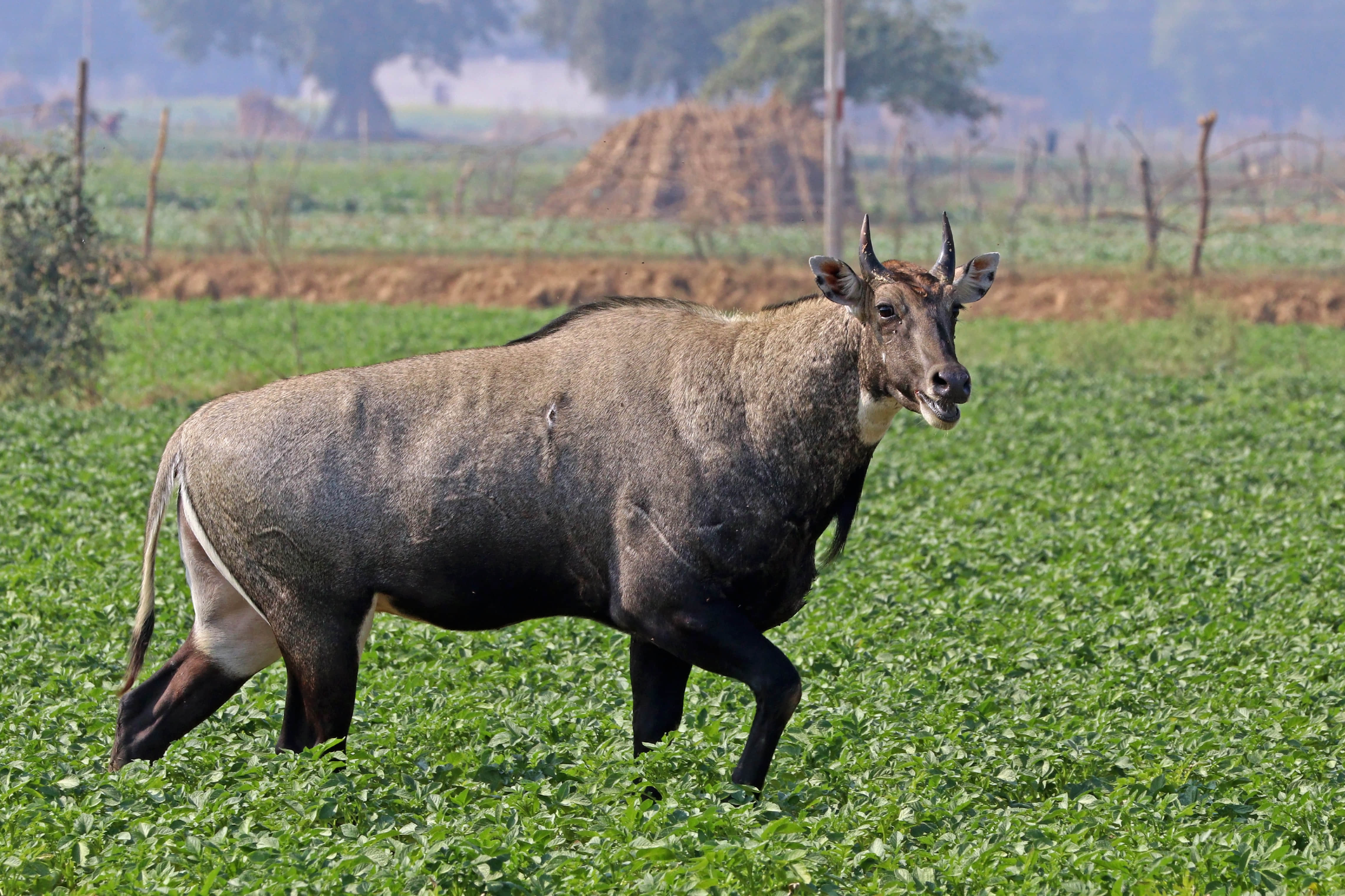 MP News: Nilgai blocking Rafale's path at Airforce base, preparing to catch it with African boma technique