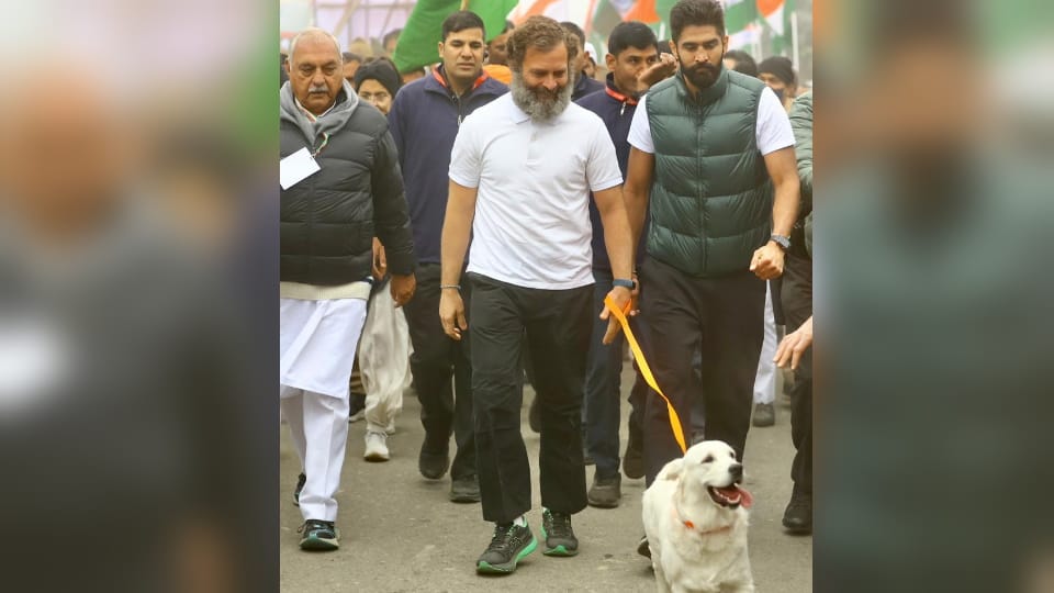 Bharat Jodo Yatra Rahul Gandhi in Karnal of Haryana