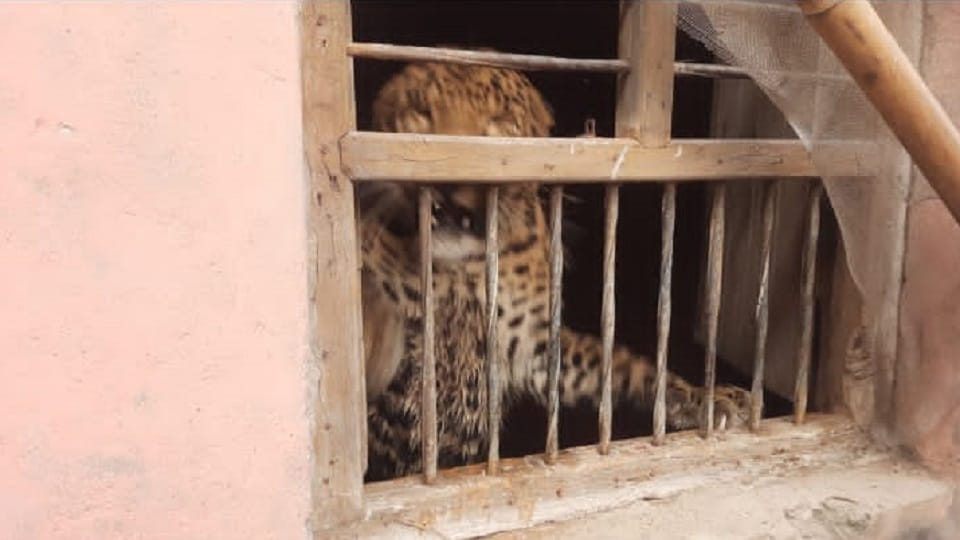 Leopard caught unconscious in 12 hours of rescue in Aligarh
