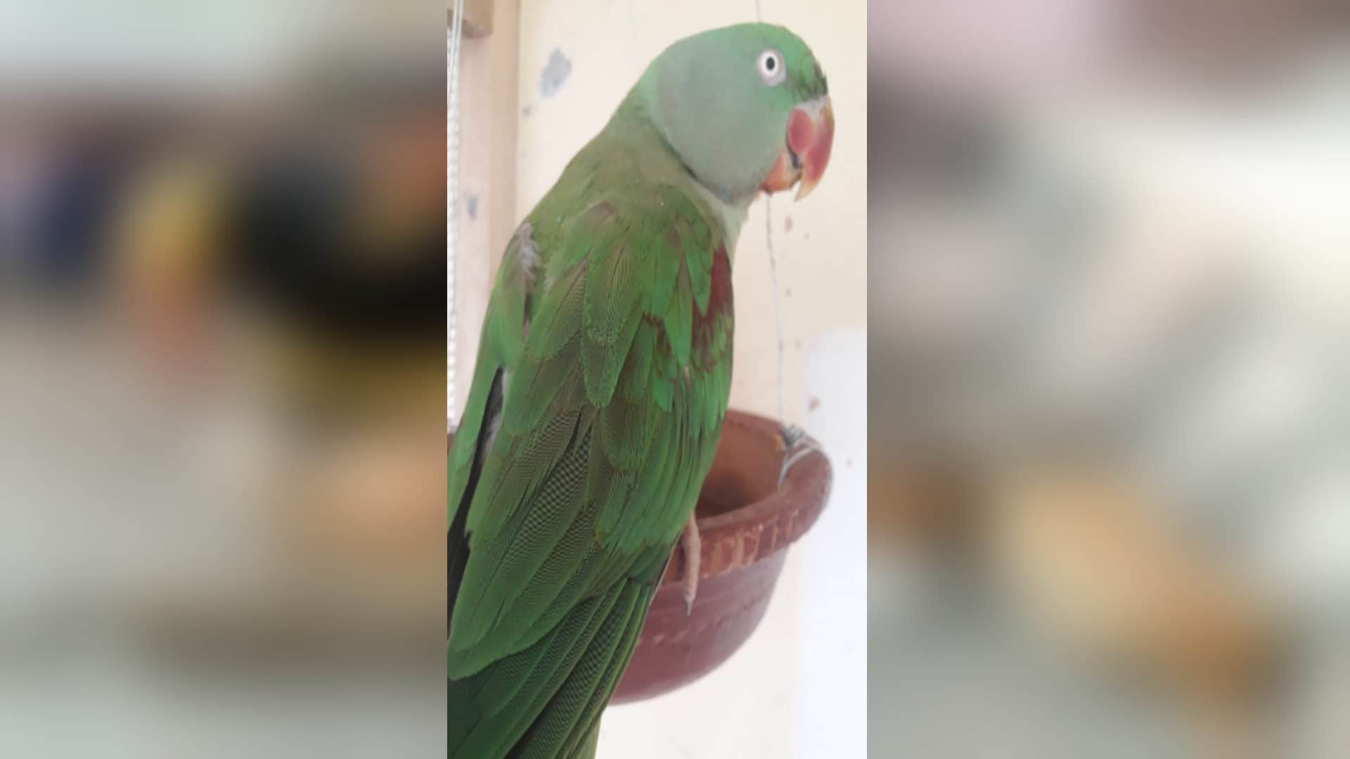 RLD district president Sarvesh Pundir life became happy with the love of birds after death of his son