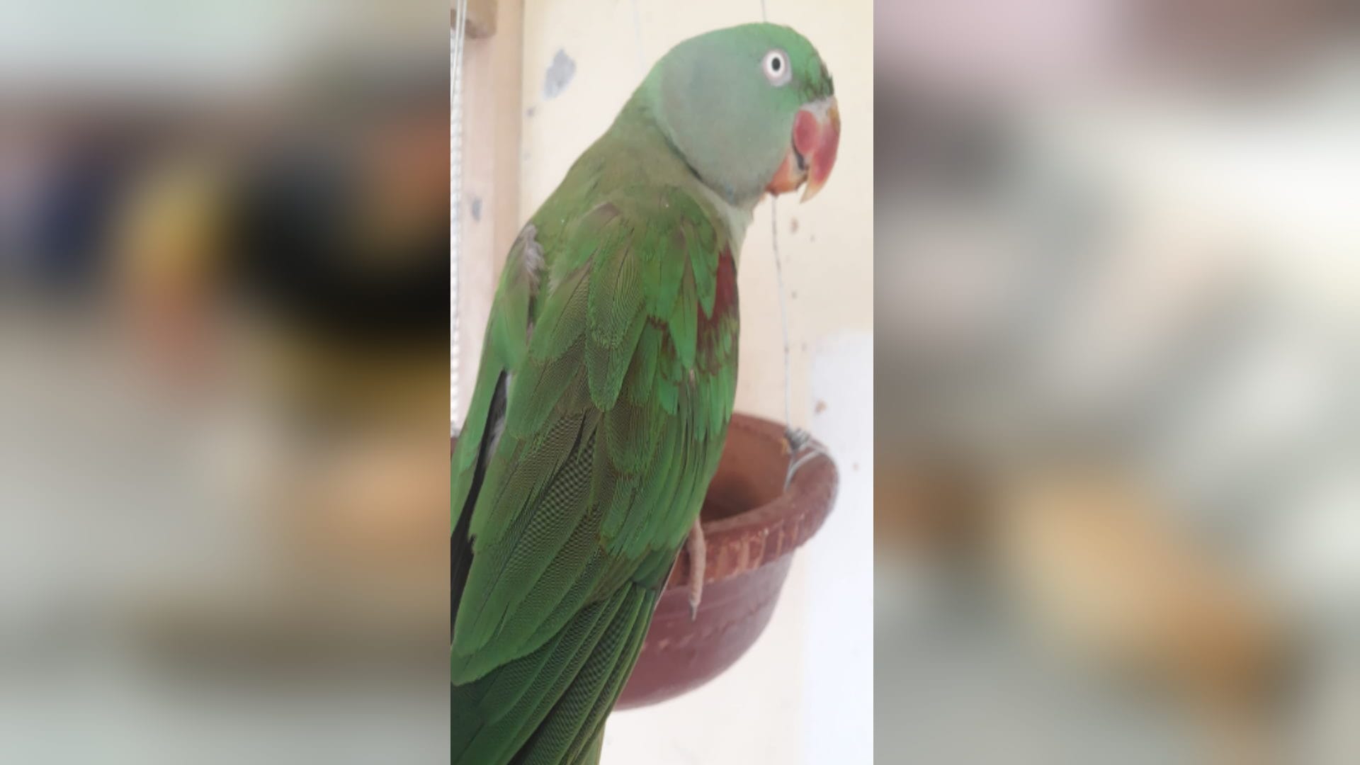 RLD district president Sarvesh Pundir life became happy with the love of birds after death of his son