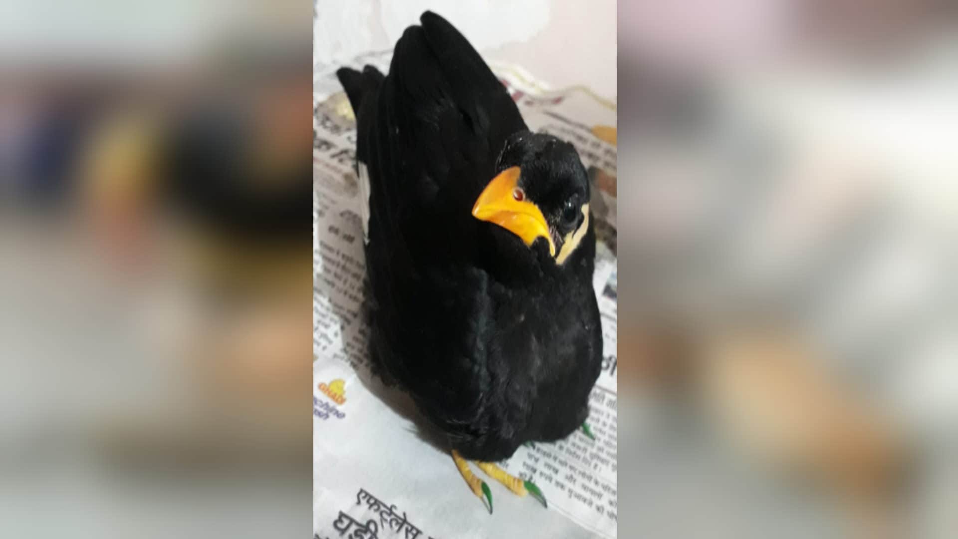 RLD district president Sarvesh Pundir life became happy with the love of birds after death of his son