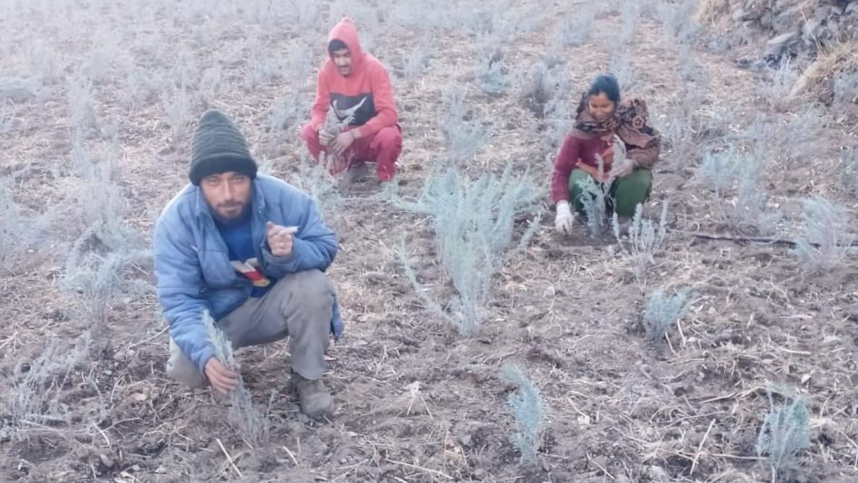 lavender oil demand in International market lavender flower farming in chamba