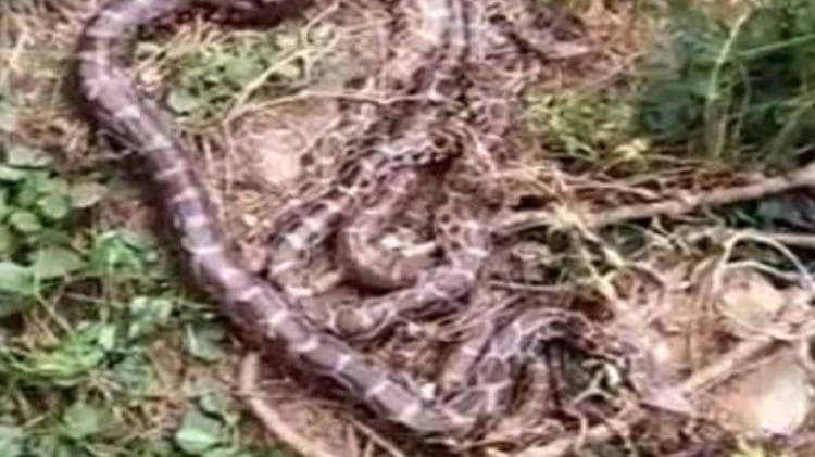 python