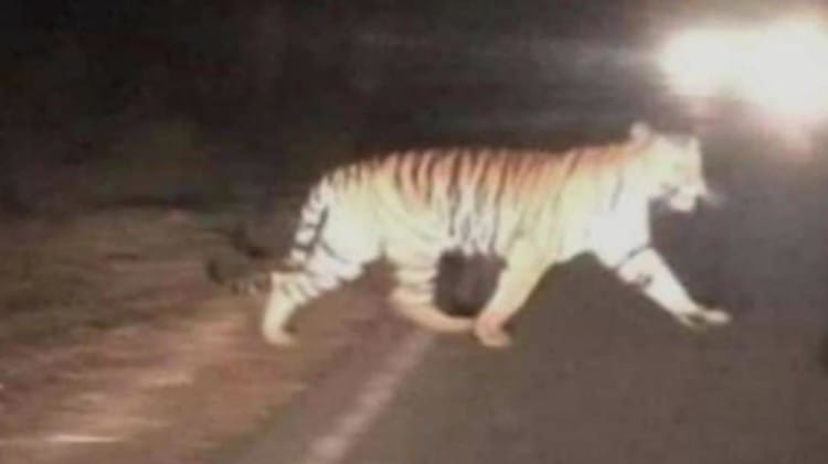सड़क पर आ गया टाइगर