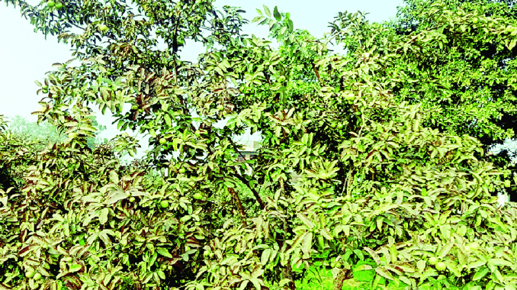 सासनी का अमरूद