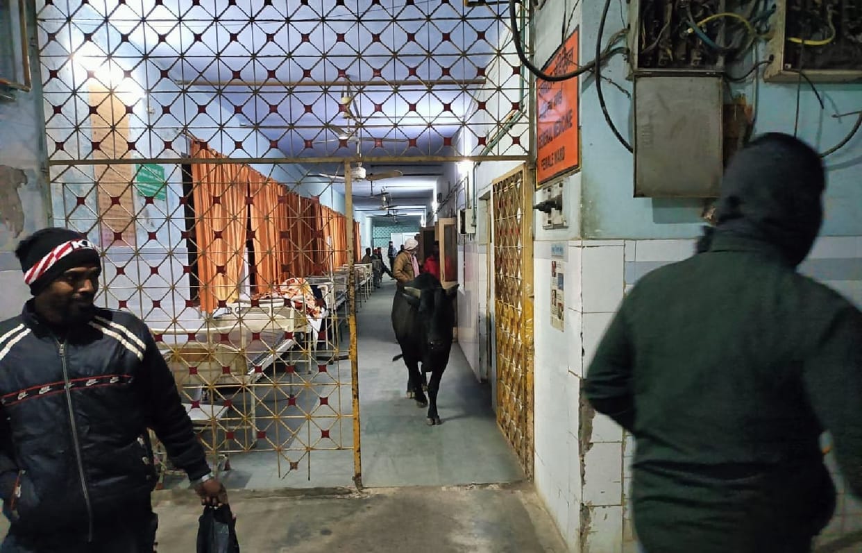Bull entered the ward of Medical College, Timardar ran away with the patient