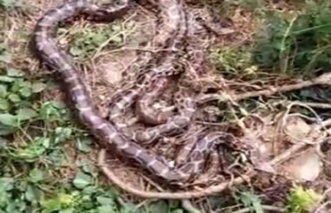 villagers panic after seeing herd of pythons near  school in azamgarh stir in village