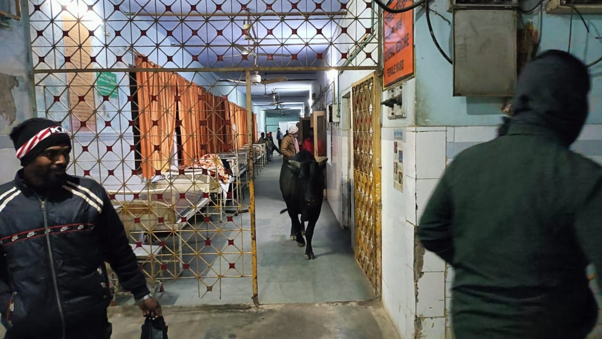 A bull enters into the medical college in Bahraich.