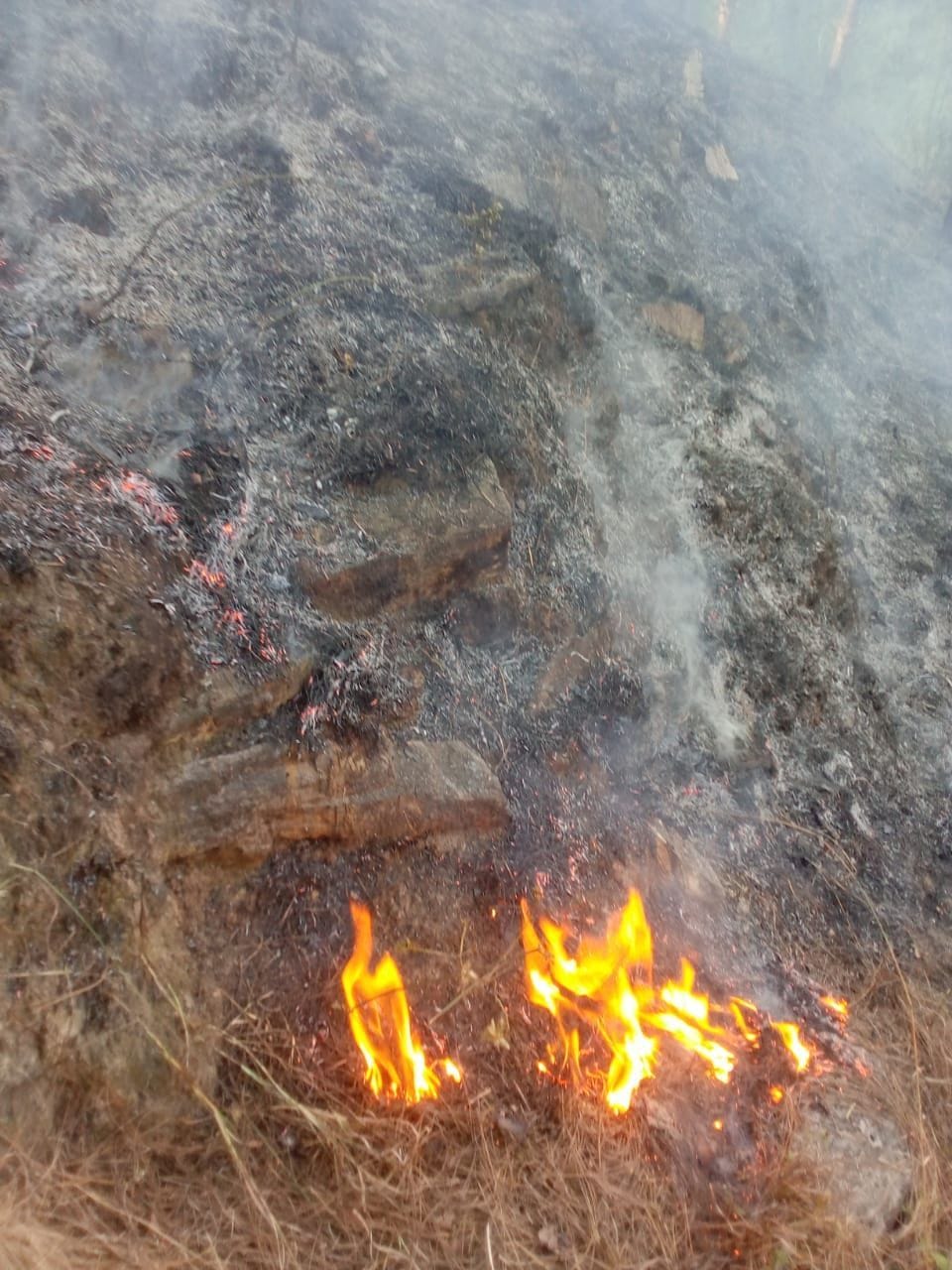 Forest Fire in Almora