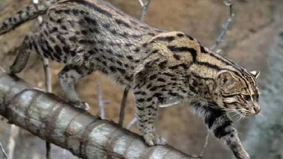 corridors will be developed for small cats in Dudhwa Tiger Reserve Lakhimpur khiri