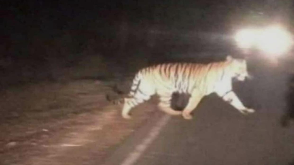 Chhindwara Tiger Suddenly Came On Road People Breath Stopped After Seeing Style
