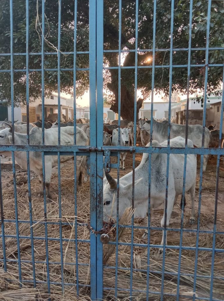 loose animals are destroying crops