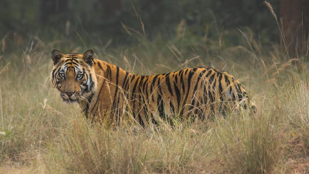 Tigers Death Record 204 tigers killed this year maximum 52 tigers died in Maharashtra