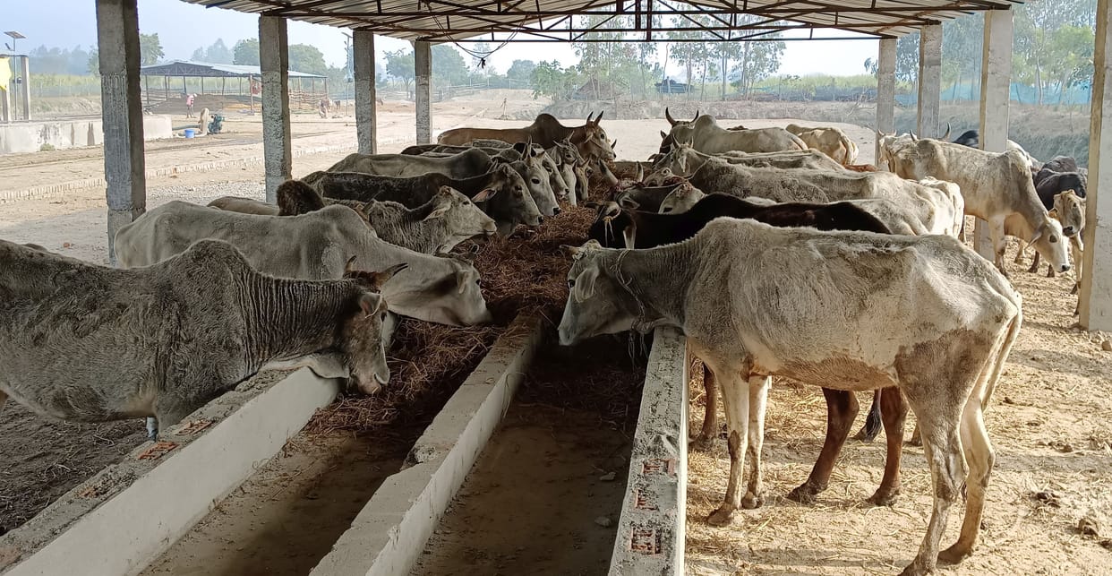 Inadequate arrangements for protection from cold, the cattle remained cold