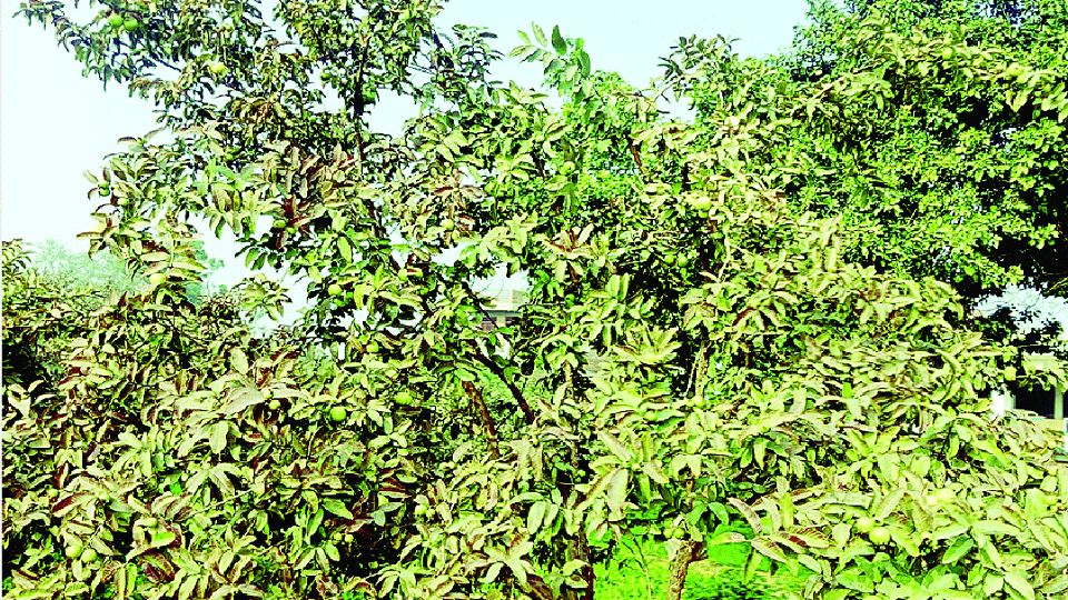 Sasni famous guava production continuously decreasing
