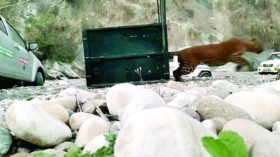 Leopard caught by jawan released in Mohand range