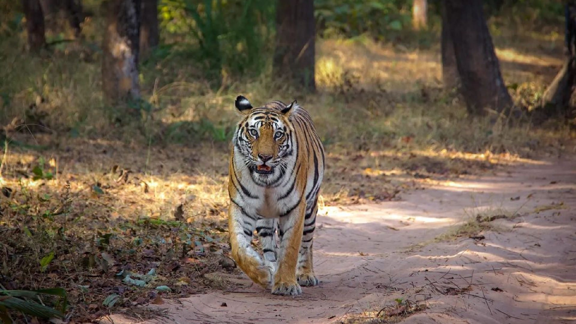 34 tigers died in Madhya Pradesh in 2022 if this trend continues then MP will lose the title of Tiger State