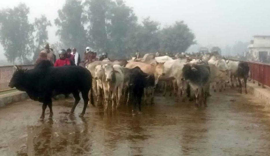Farmers jammed the cattle on the bridge