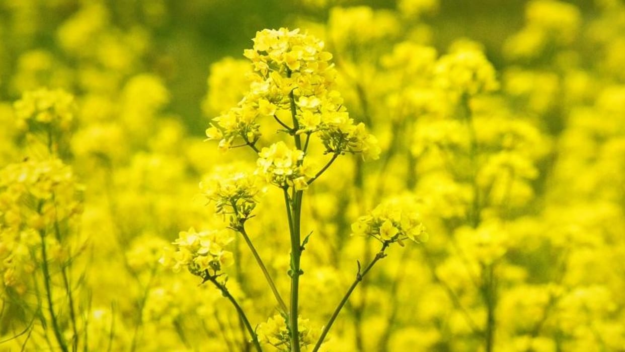 GM Mustard SC reserves order on pleas seeking moratorium on release of GMO into environment