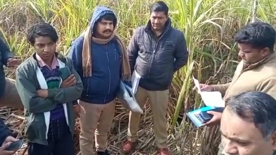 tiger killed young man his dead body found in the farm in pilibhit