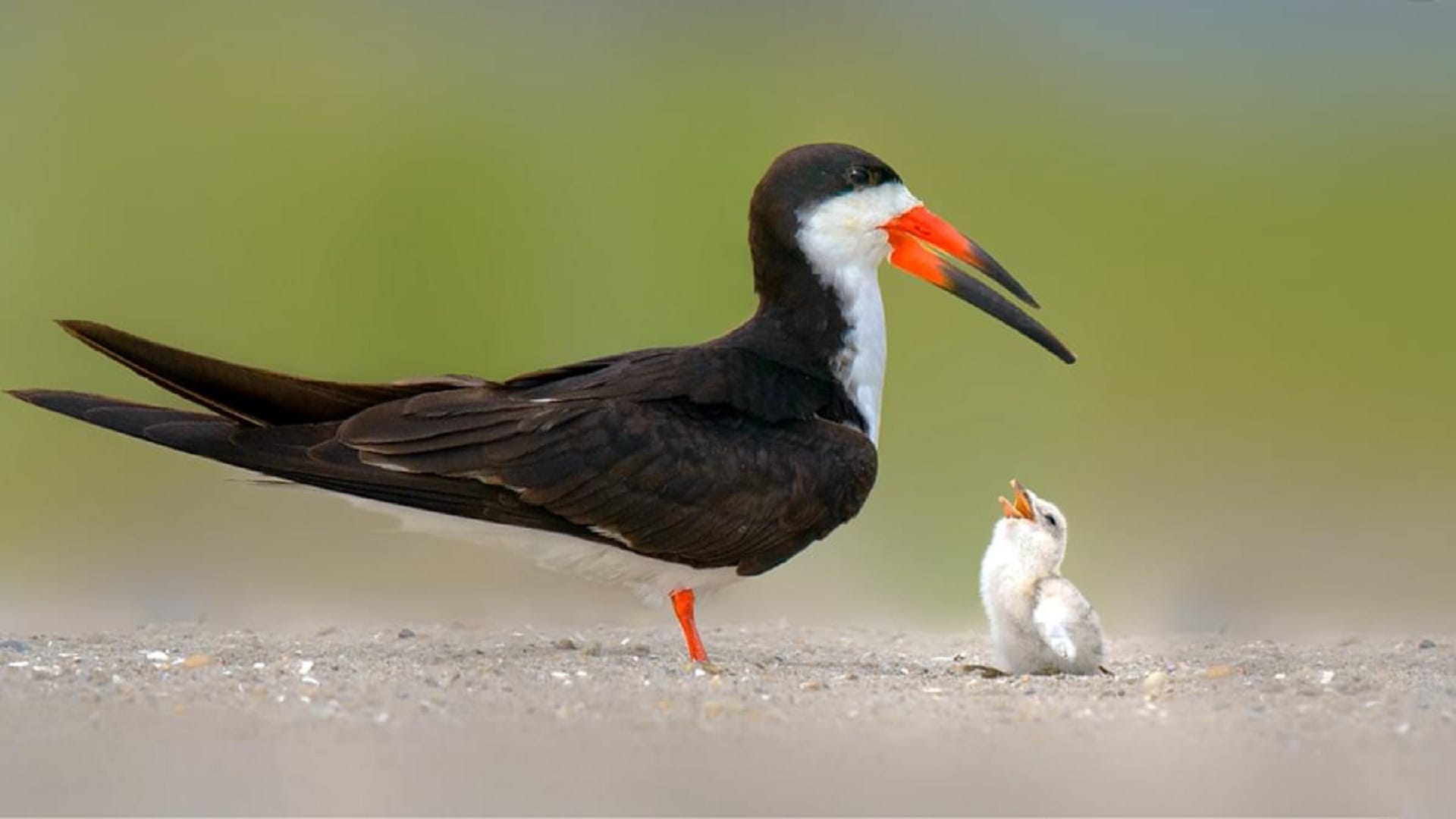 Now the Forest Department will give protection to the Indian skimmer bird in Prayagraj, cancer surg