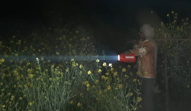 Farmers engaged in guarding the fields in four degree temperature