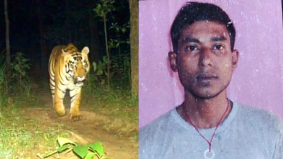 tiger attacked and killed the mason 100 meters before the house