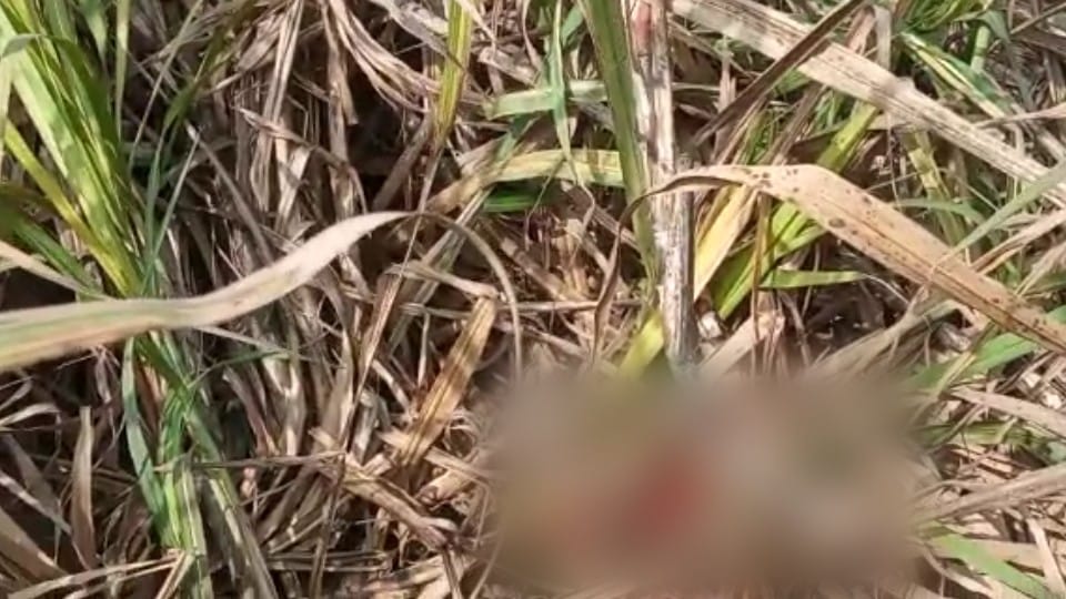 tiger killed young man his dead body found in the farm in pilibhit