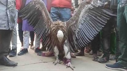 Himalayan vulture of rare species found in Kanpur