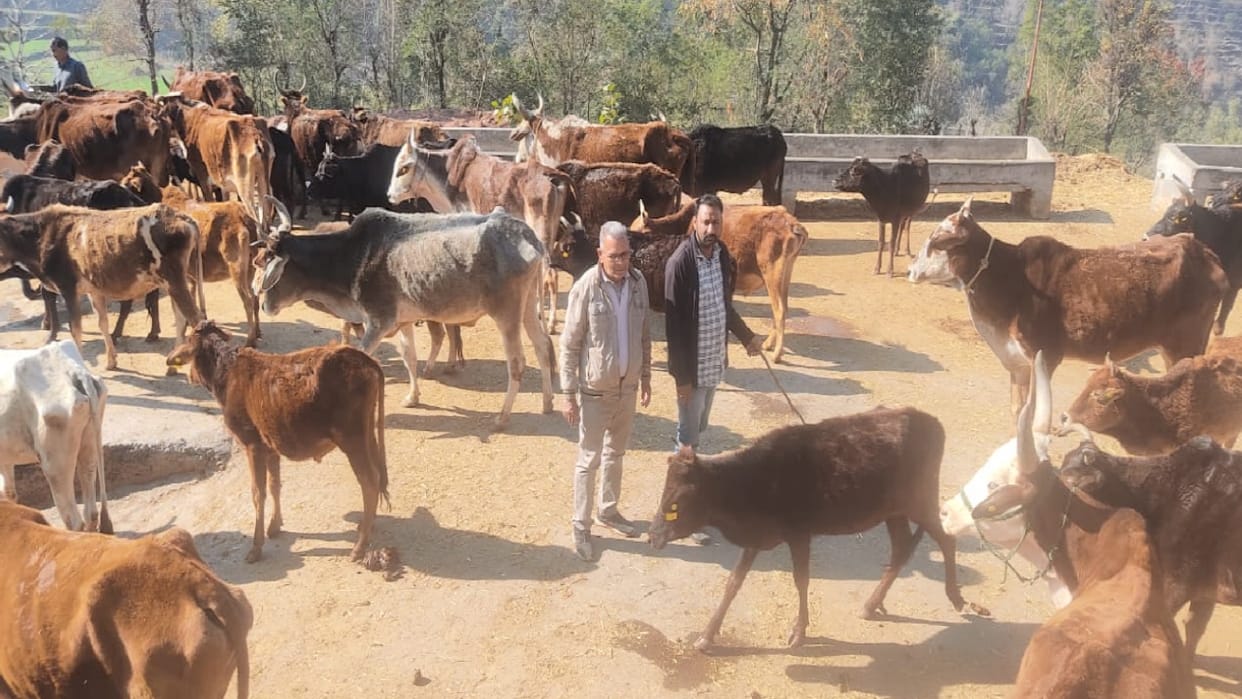 Fodder crisis for 300 cattle due to closure of cement plant in Barmana bilaspur