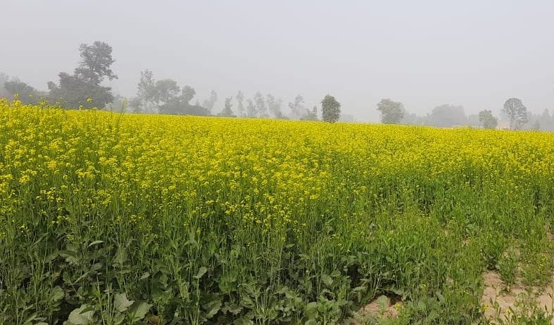 Pulses-oilseeds and vegetables scorched by frost