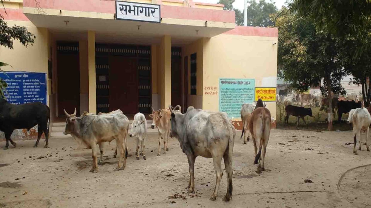 Unnao: farmers locked cattle in block office premises