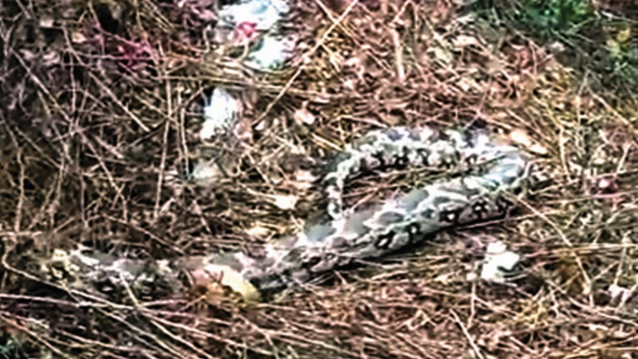 Greater Noida after leopard python found in lazer park forest department fail to search both